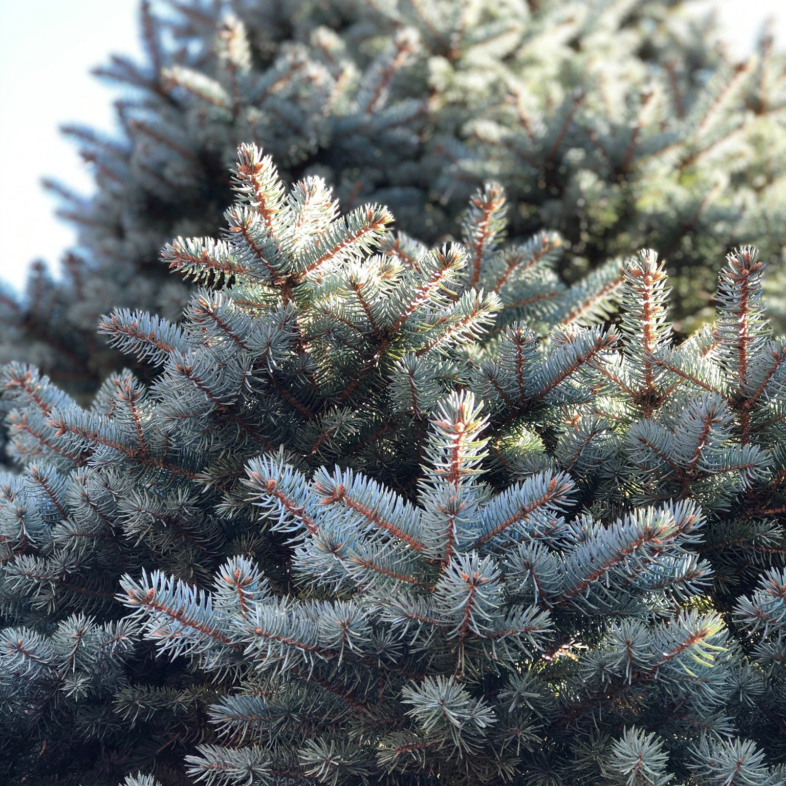 image of part of an evergreen tree