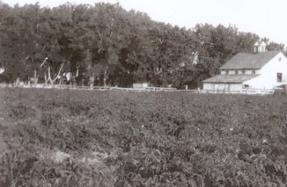 Bromley Farm Barn from the nw circa 1947