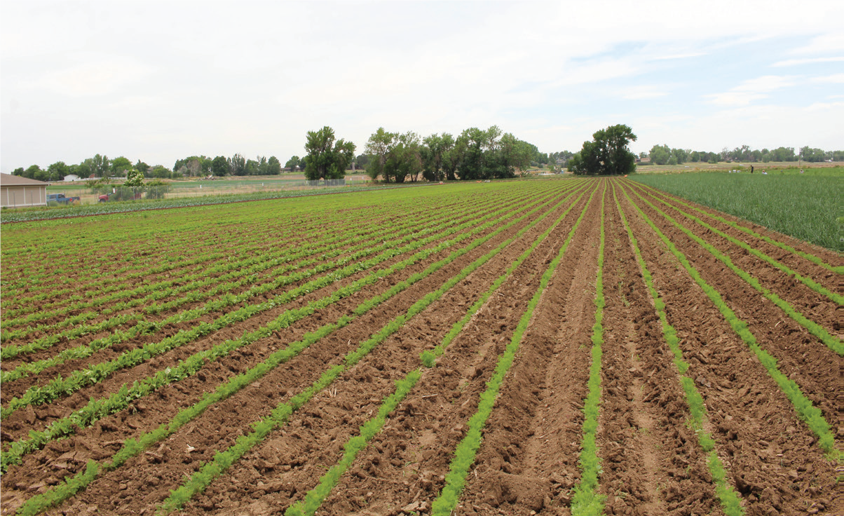 Palizzi Field 5_Brighton Blade_2019.07.03