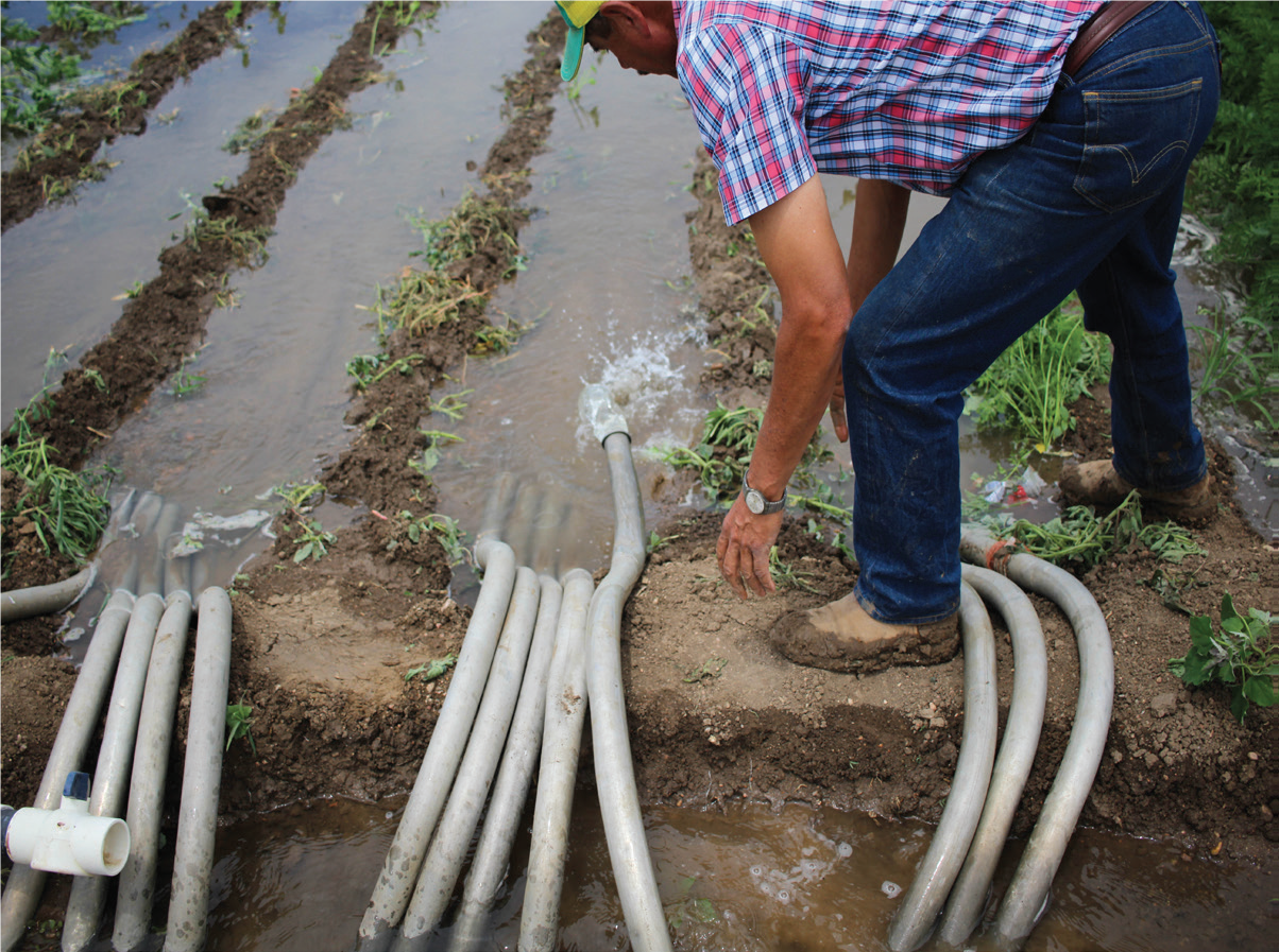 Palizzi Field 4_Brighton Blade_2019.07.03