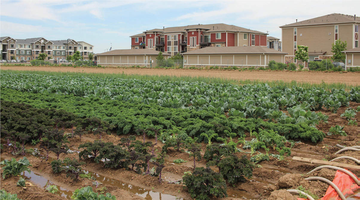 Palizzi Field 3_Brighton Blade_2019.07.03