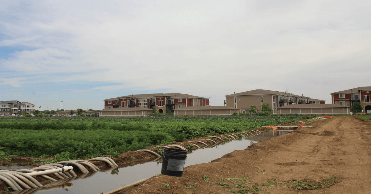 Palizzi Field 2_Brighton Blade_2019.07.03