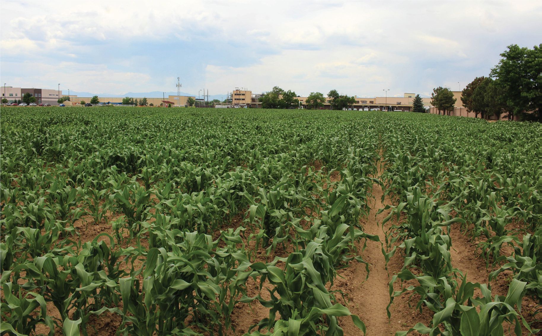 Palizzi Field 1_Brighton Blade_2019.07.03