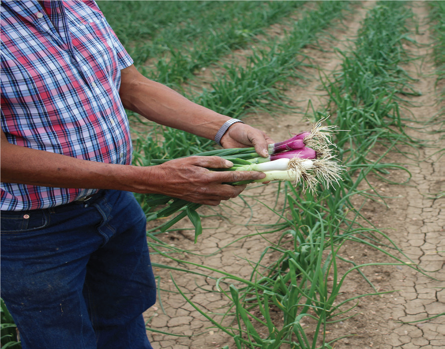 Palizzi onions_Brighton Blade_2019.07.03