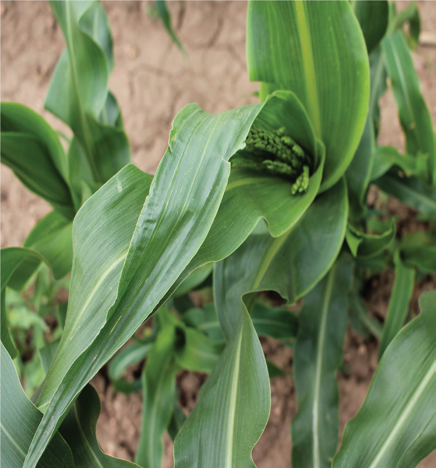 Palizzi corn_Brighton Blade_2019.07.03