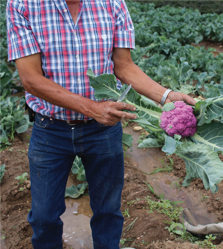 Jose w one cauliflower_Brighton Blade_2019.07.03