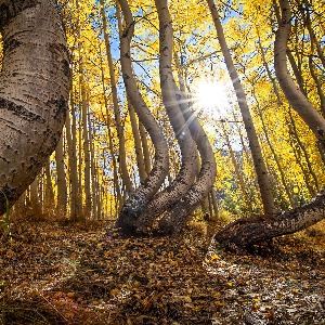 Curves of Natures Dance